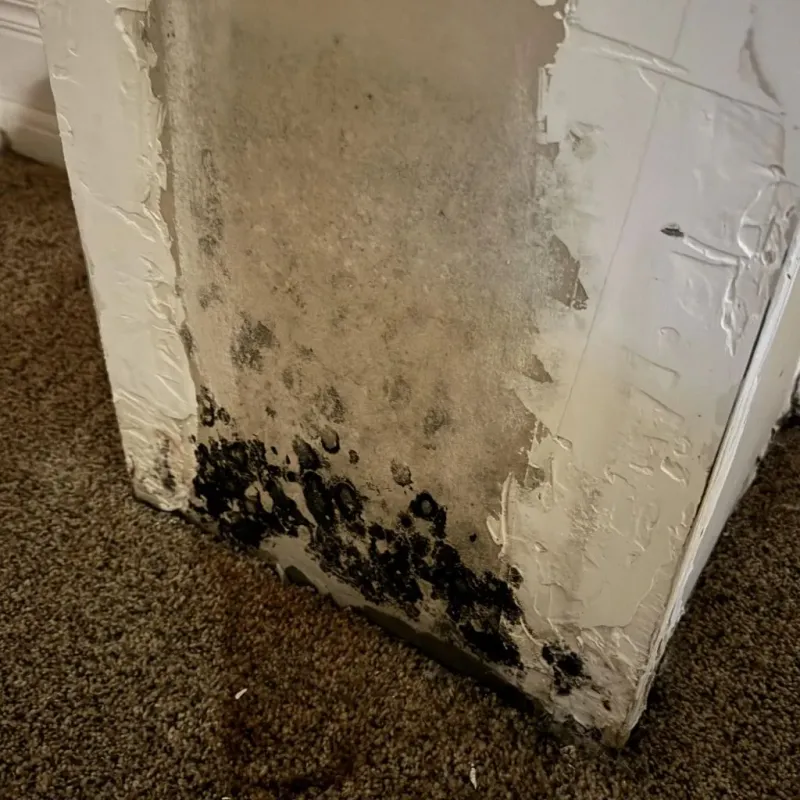 Professional Mold Removal in City of Galax, VA